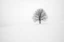 withered tree surrounded with snow during daytime